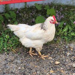 Hühner findet man überall