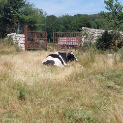 Kuh vor San Juan de Ortega bei ihrer Siesta.
