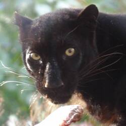 Pardus
