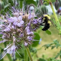 Two-spotted Bumble Bee