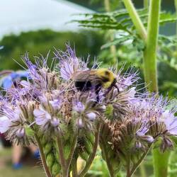 Two-spotted Bumble Bee