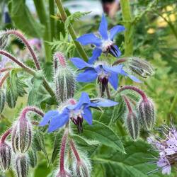 Borage