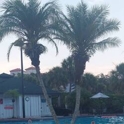 Pool inkl. 3 komische Krokodile 😅