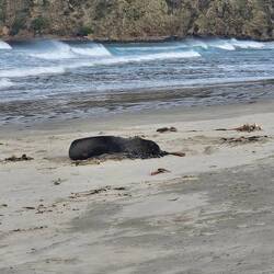 Sealion