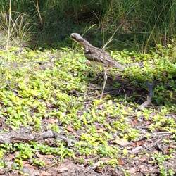 Curlews everywhere