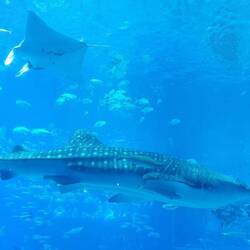 Walhai und Mantarochen.