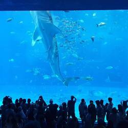 Ein Walhai! Nr. 1 Hoffnung jedes Schnorchelguides in Panama! Dieses Exemplar ist mit 16m eher klein.