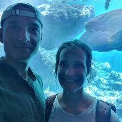 Napoleonfisch im Hintergrund.