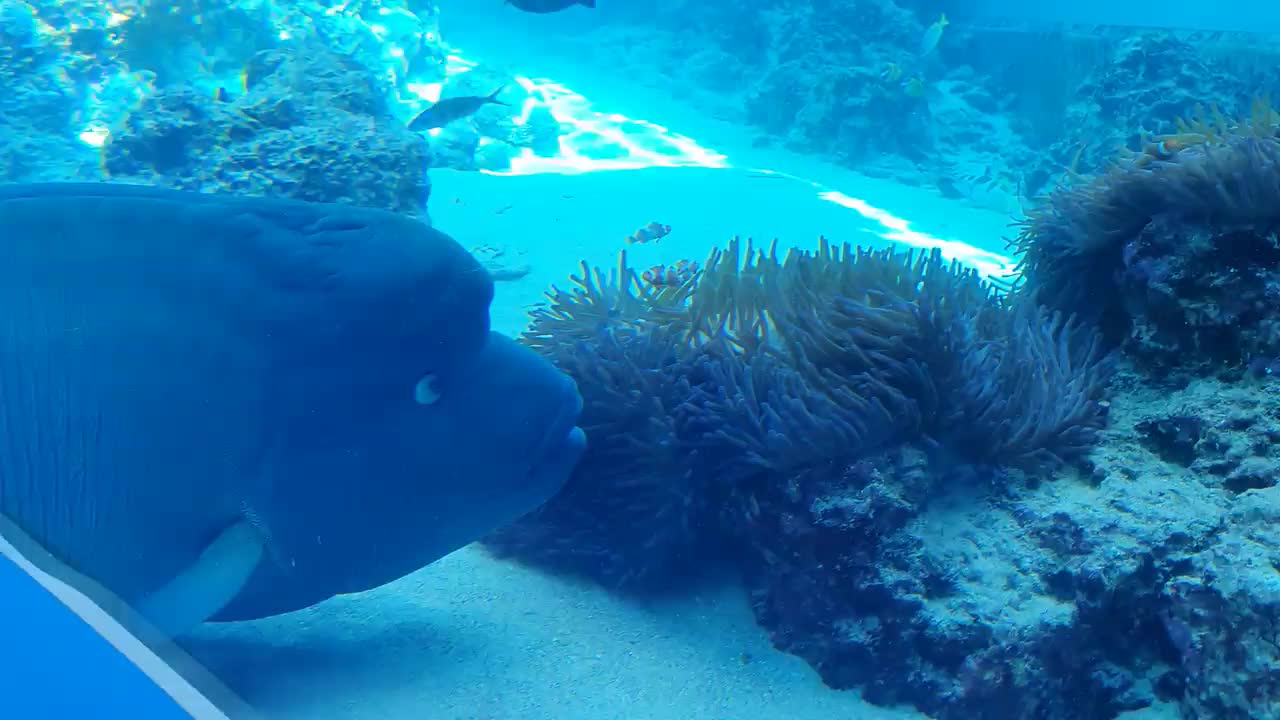 Komischer Napoleonfisch beobachtet kleine Nemos!