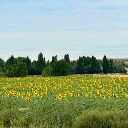 Sunflowers beginning to bloom