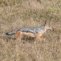 Schabrackenschakal auf Jagd