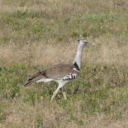 Riesentrappe (mit bis zu 16kg der schwerste flugfähige Vogel)