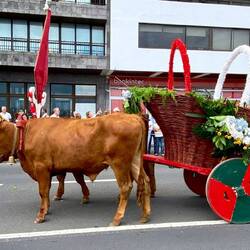 Der Ochsenkarrren im Einsatz