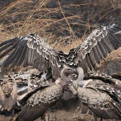 Mit Flügelspannweiten von bis zu 240 cm