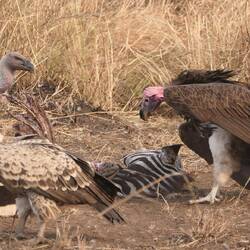Der Ohrengeier sieht nett aus... warum der wohl zu den Top 5 hässlichsten Tieren Afrikas zählt?