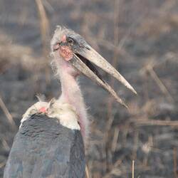Marabu (oder wie Andi ihn nennt: Todesstorch)