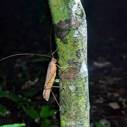 Cricket legt Eier