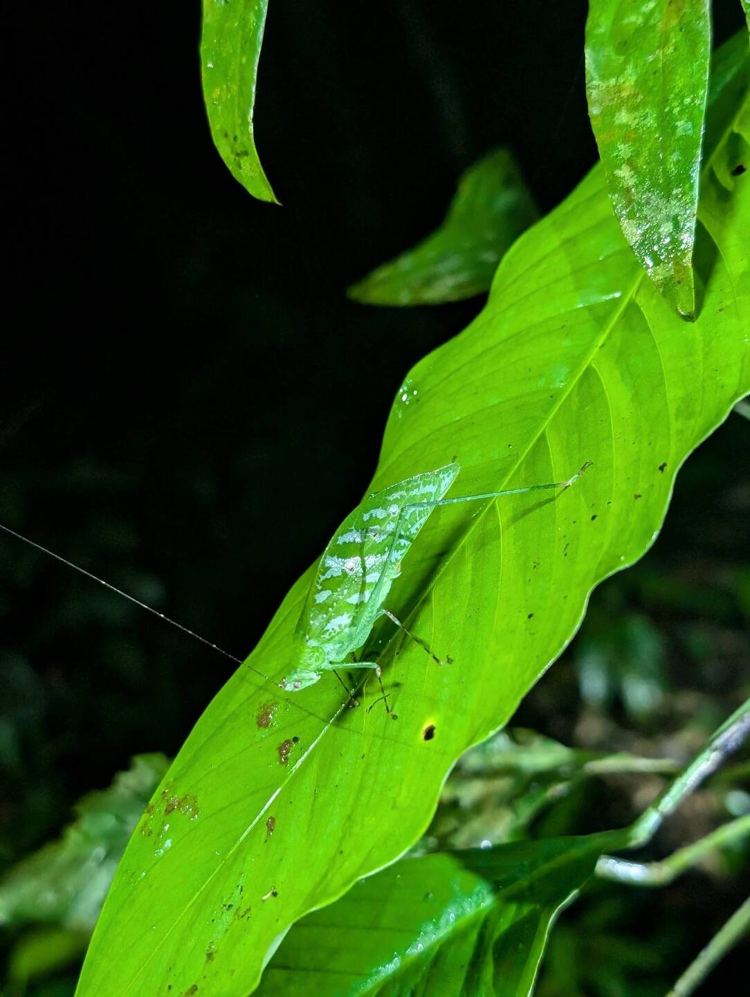 Leaf insect