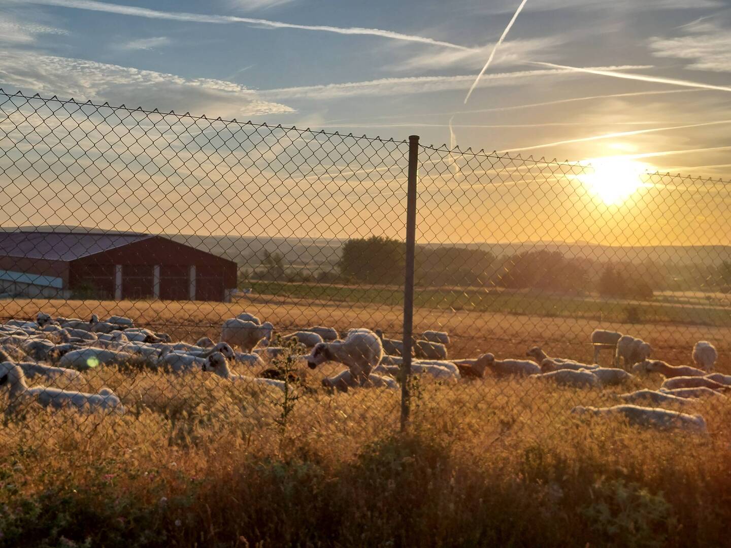 Morgensonne über einer Schafsherde in Atapuercos.
