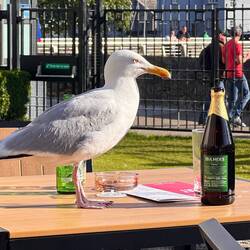 Found a drinking buddy.