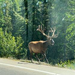 One of Jasper's famous elk