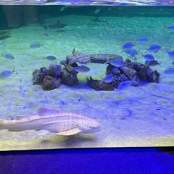 These sharks were really different.