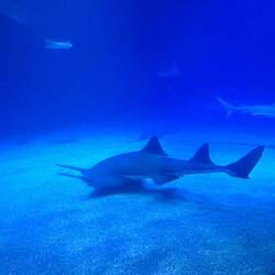 A sawtooth shark. I'd never heard of it so was excited to see it. They are big and scary looking!