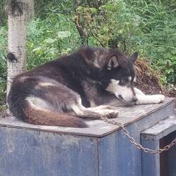Alaskan Husky