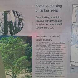 D'Aguilar NP - red cedar conservation