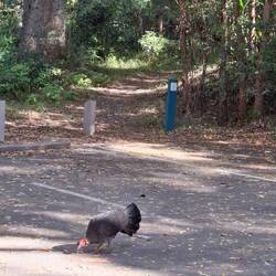 Bush turkey