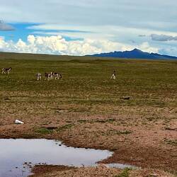 Wildesel