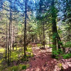 Wieder wunderschöne Wälder
