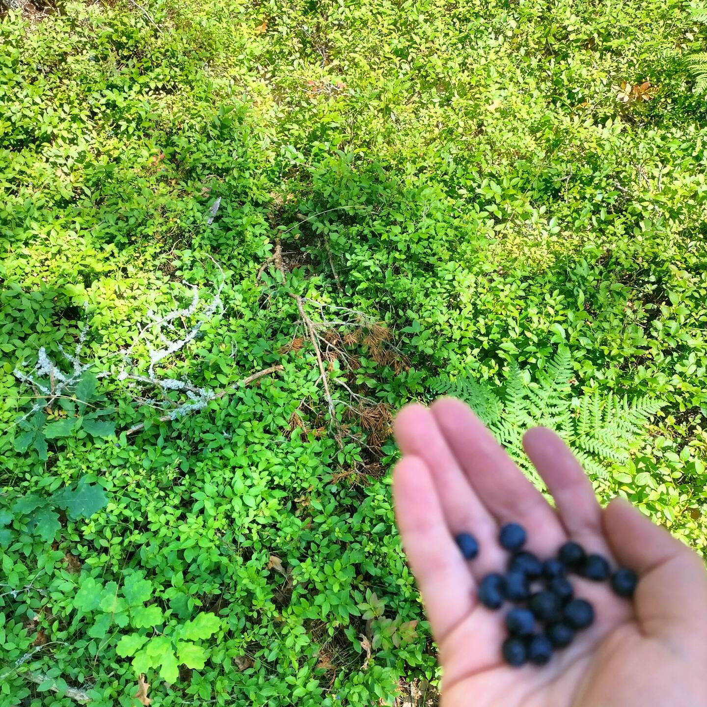 Blaubeeren und auch Walderdbeeren gibt es im Wald zu genüge