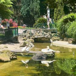 We walked in a small beautiful park with resident swans