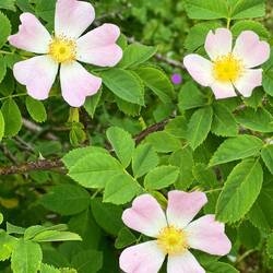Obsessed with taking pics of wildflowers