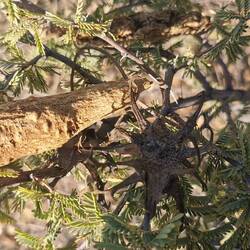 Teufelskralle Kapsel und Wurzel