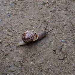 Und da ist plötzlich diese hübsche Schnecke...