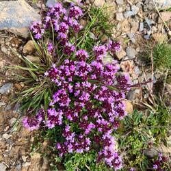 Wild thyme - I remember the guide in Iceland shows it to us and this was exactly the same!