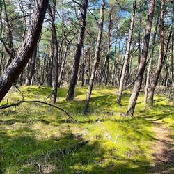 herrlichste Kiefernwälder