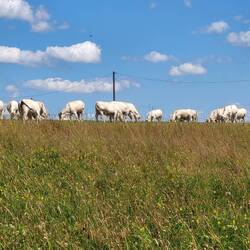 Die Kühe verschmelzen fast mit den Wölkchen.
