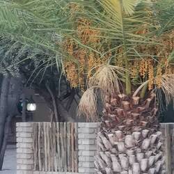 Hühnchen am Morgen...