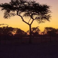 Es könnte sein, dass da die Hufe von Onyx in der Dämmerung klappern