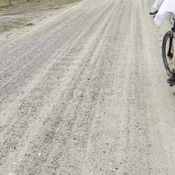 Und Kühe gabs auch noch