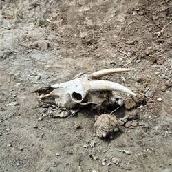 Kadaver haben wir auch gefunden