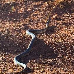 Black Headed Python