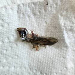 unbeliebter Gast im Badeanzug