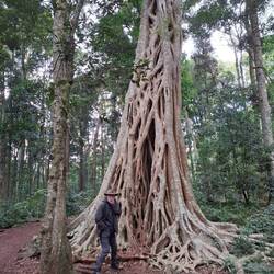 Strangler Fig