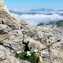Einsames Blümchen 🌼
