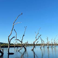 Redwoods drowned by the dam.