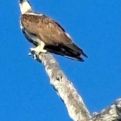 Osprey